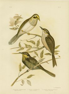 イエロースロートマイナー、1891年